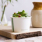vegware_concept_soupcontainers_sc-16_salad_wood_plant_close_portrait_2_THUMBNAIL.jpg