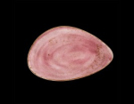 Image for S12100501