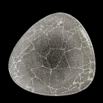 Image for CKRBKTR101